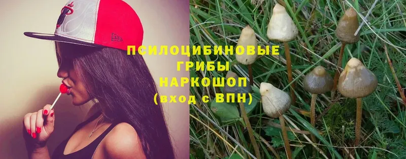 как найти   Буинск  Псилоцибиновые грибы MAGIC MUSHROOMS 